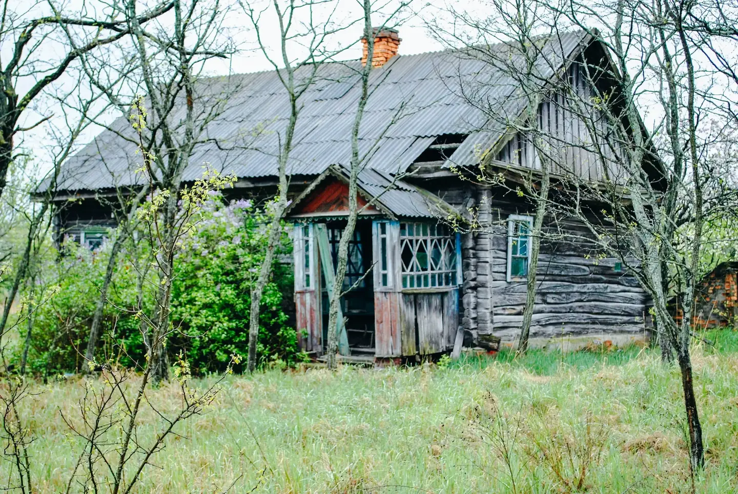 Log house reclaimed by spring growth, Chernobyl Exclusion Zone
