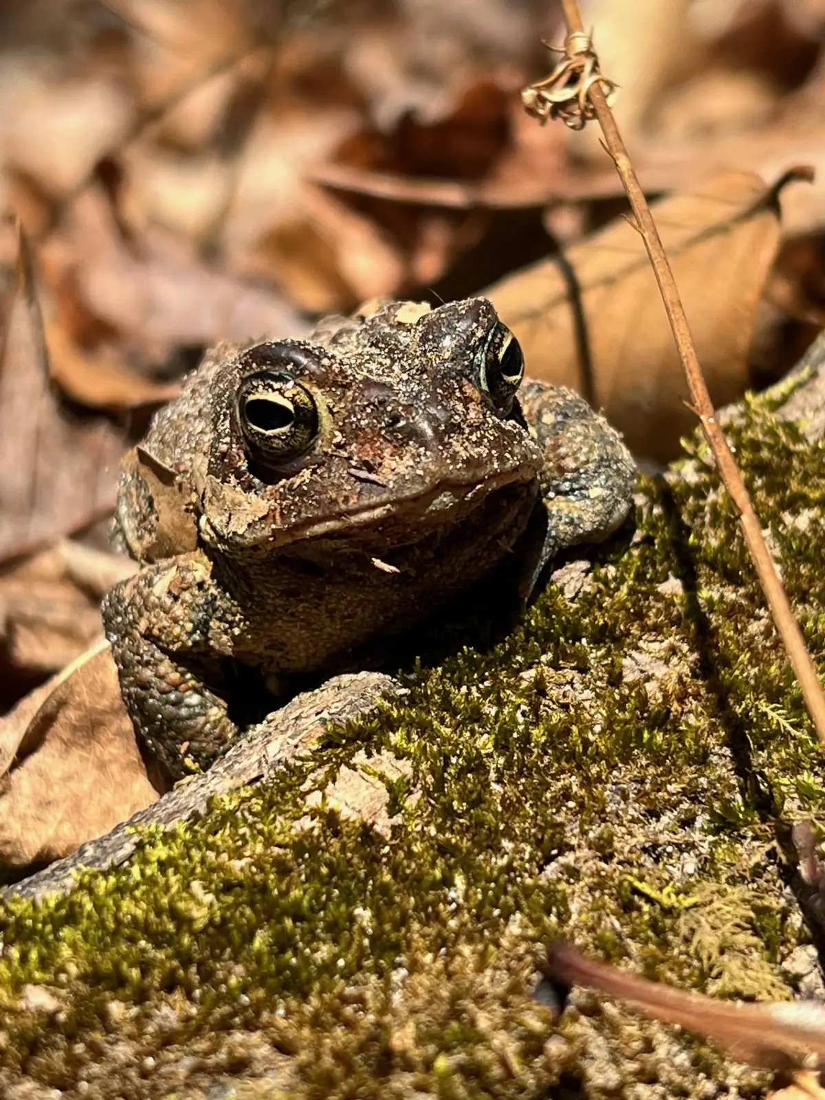 A toad on a mossy rock among dry leaves