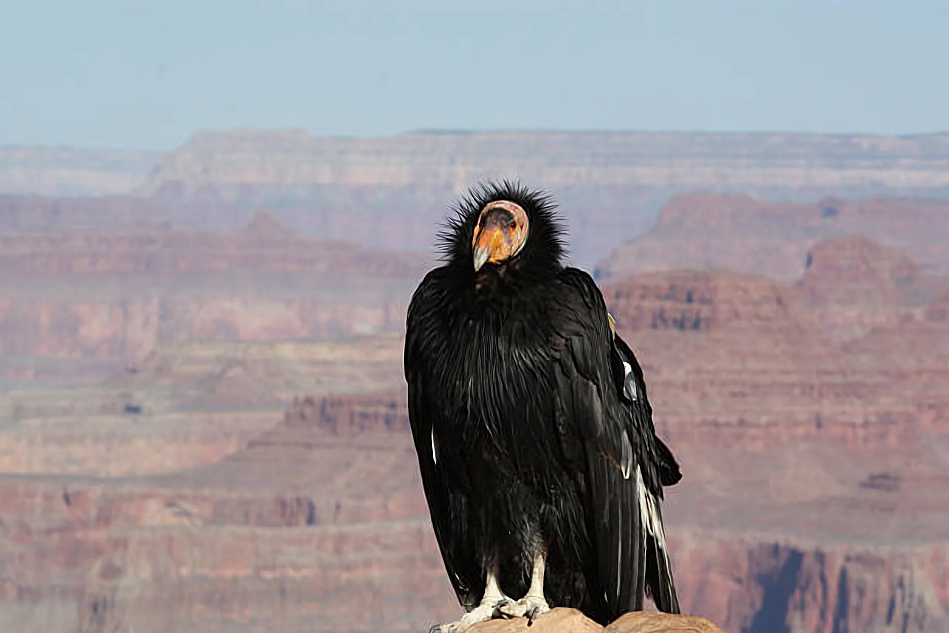 California condor perched on a canyon rim