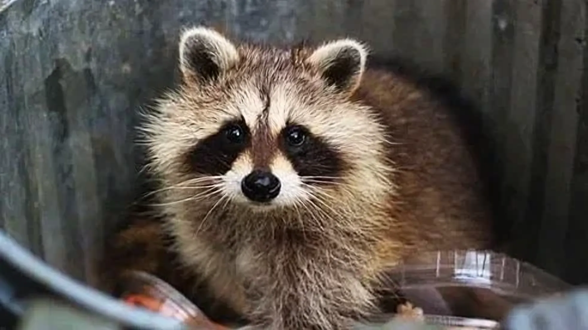 Raccoon looking at the camera