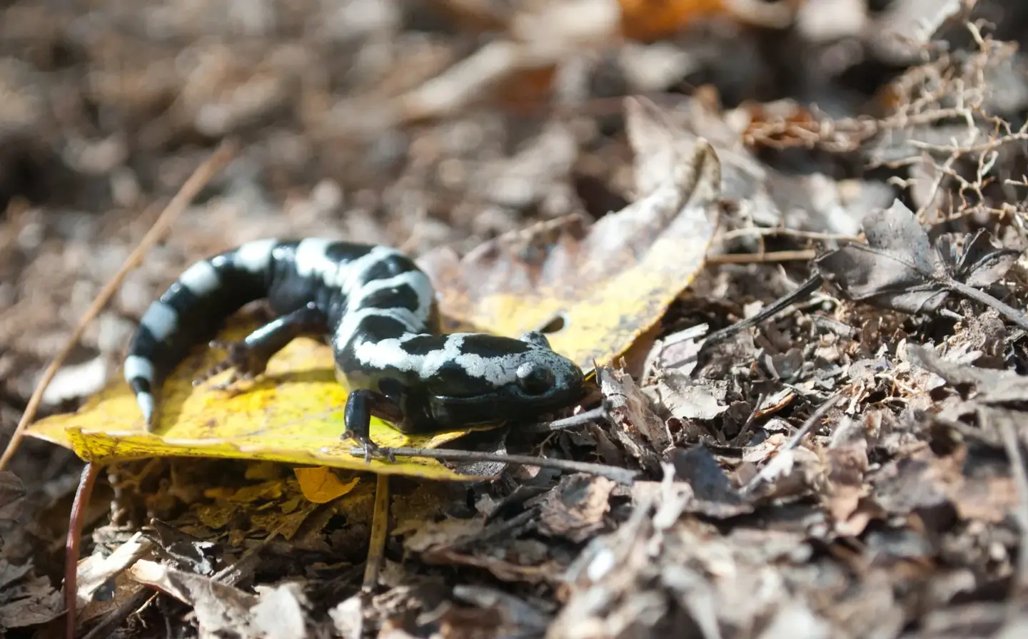 Salamander, southeastern US wetland