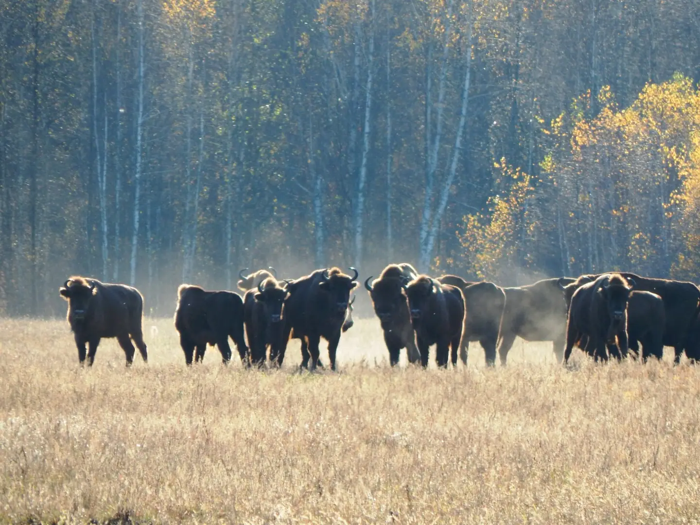 Herd of Eurasian bison at the edge of a birch forest