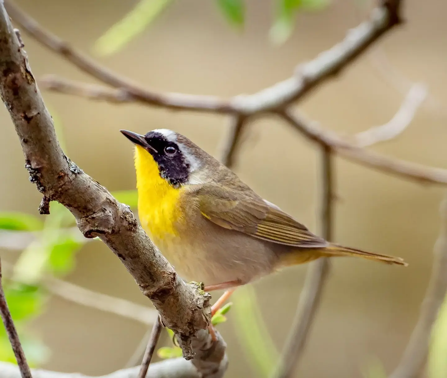 Common yellowthroat