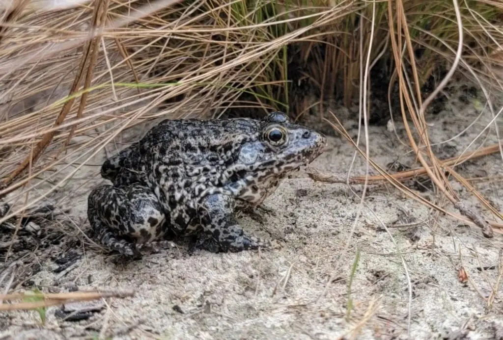Gopher frog on sandy ground