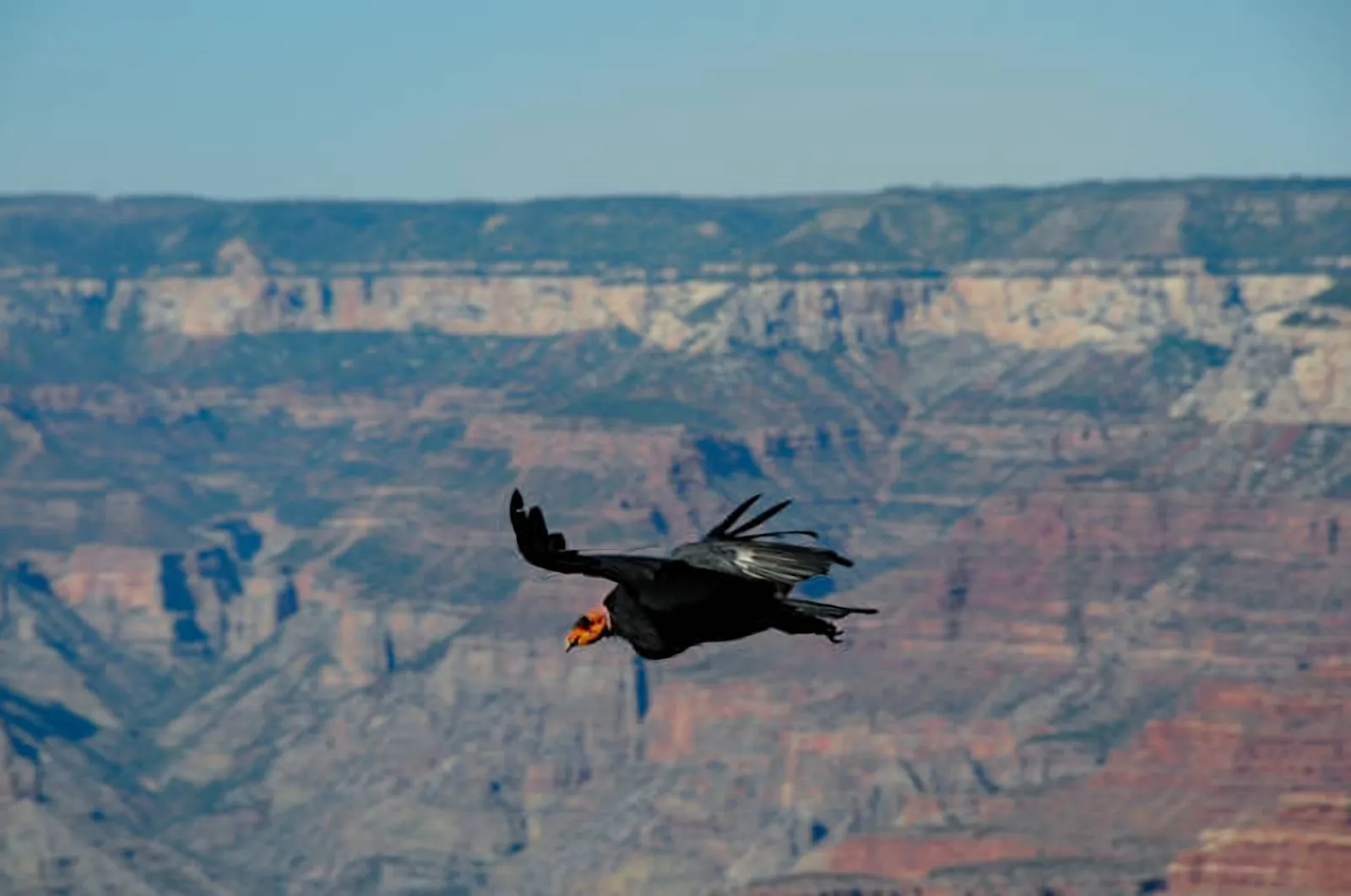 California condor soaring over a deep canyon