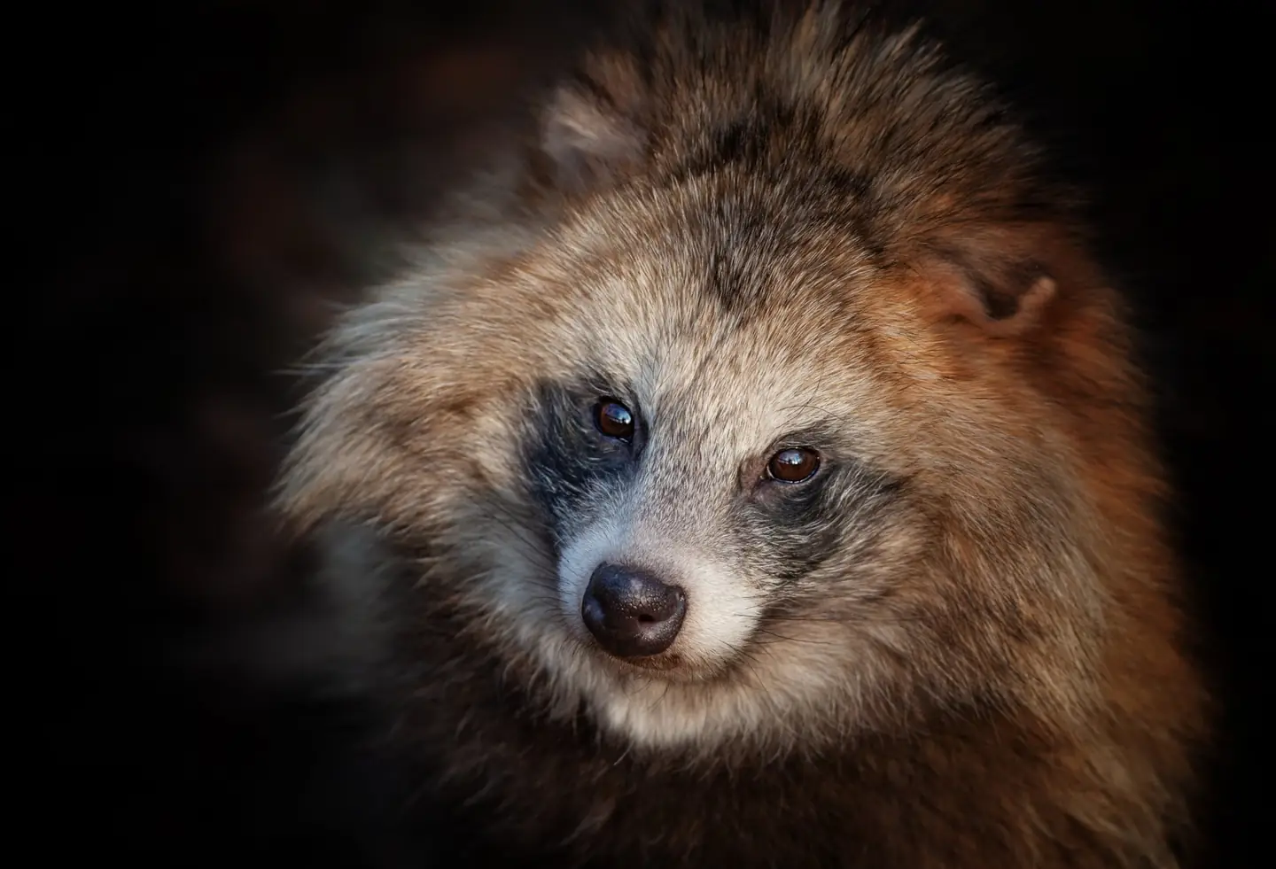 Raccoon dog