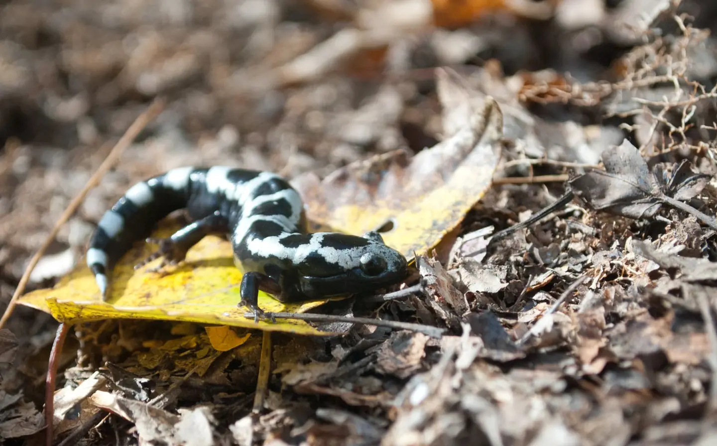 A toad in pine-needle leaf litter