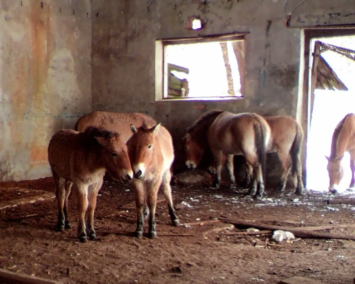 Przewalski’s horses sheltering in an abandoned building