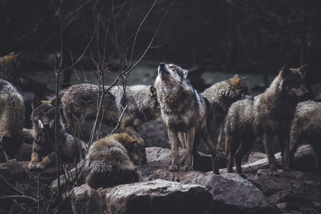 A pack of gray wolves on rocks