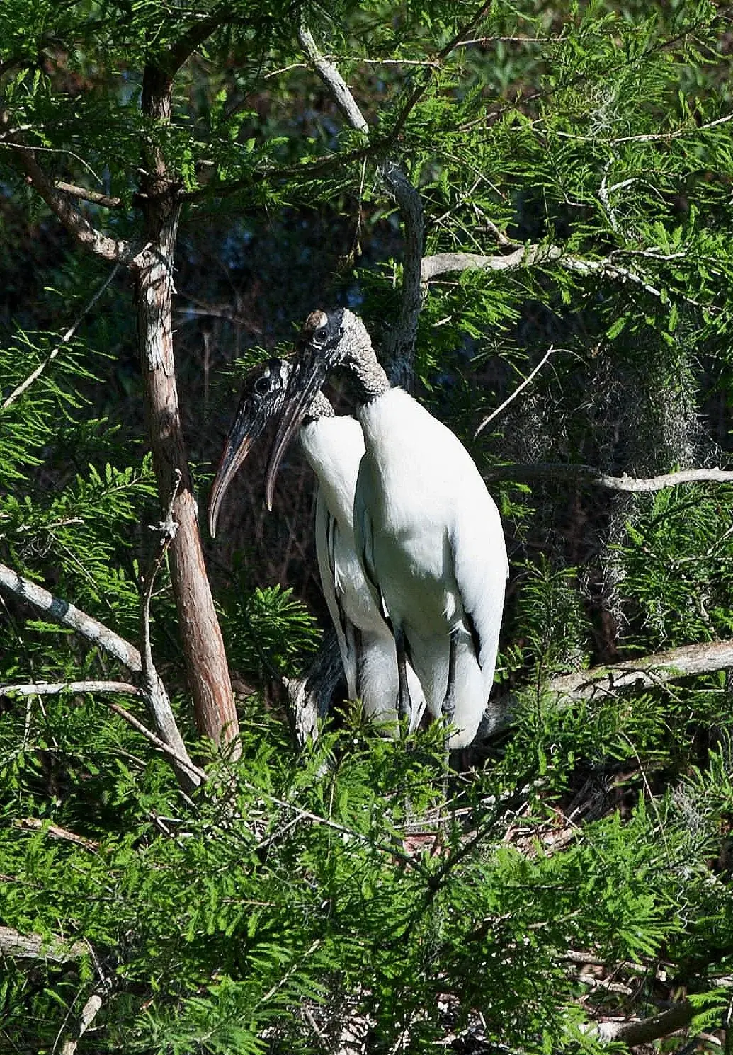 Wood storks