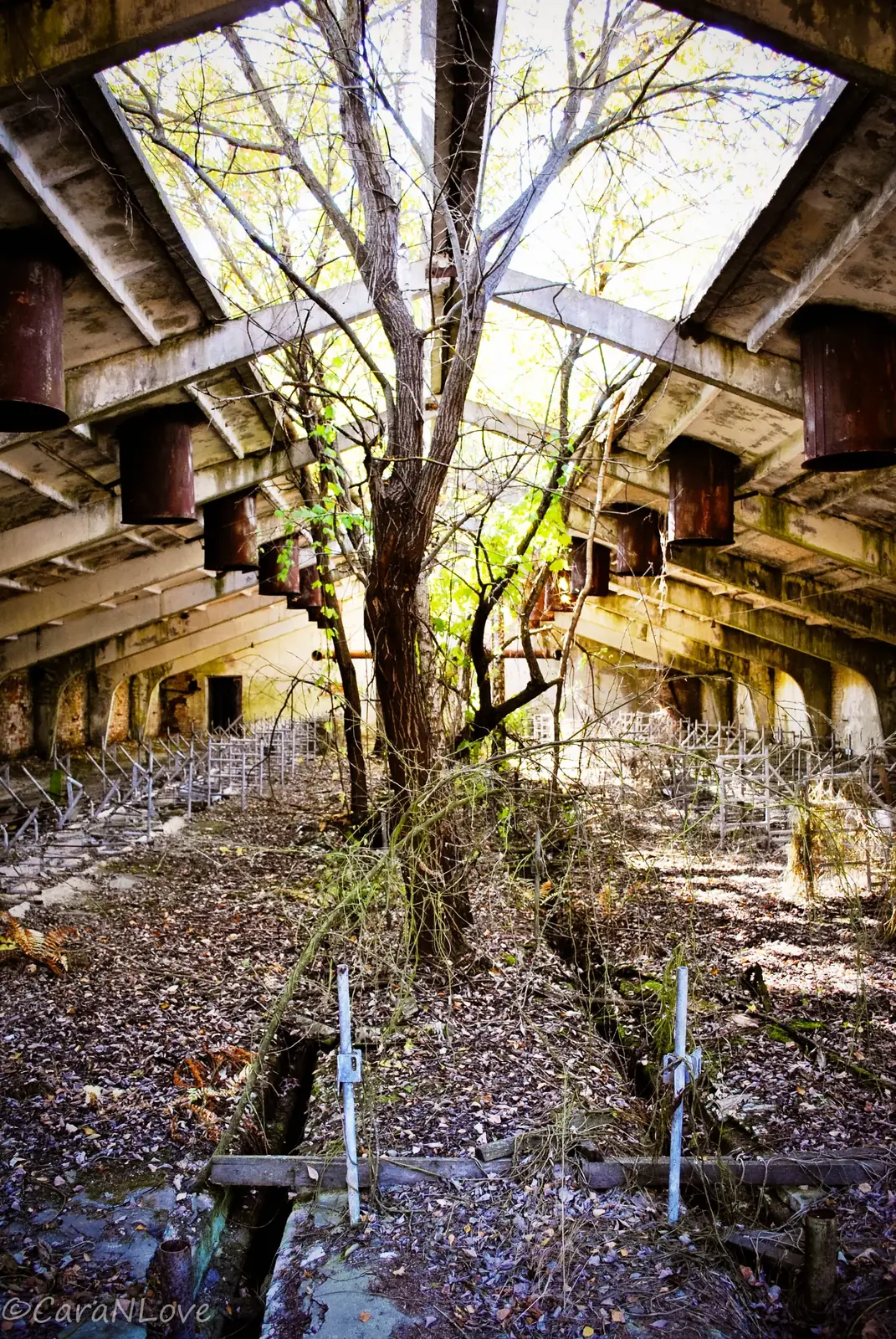 A tree growing up through the floor of an abandoned building