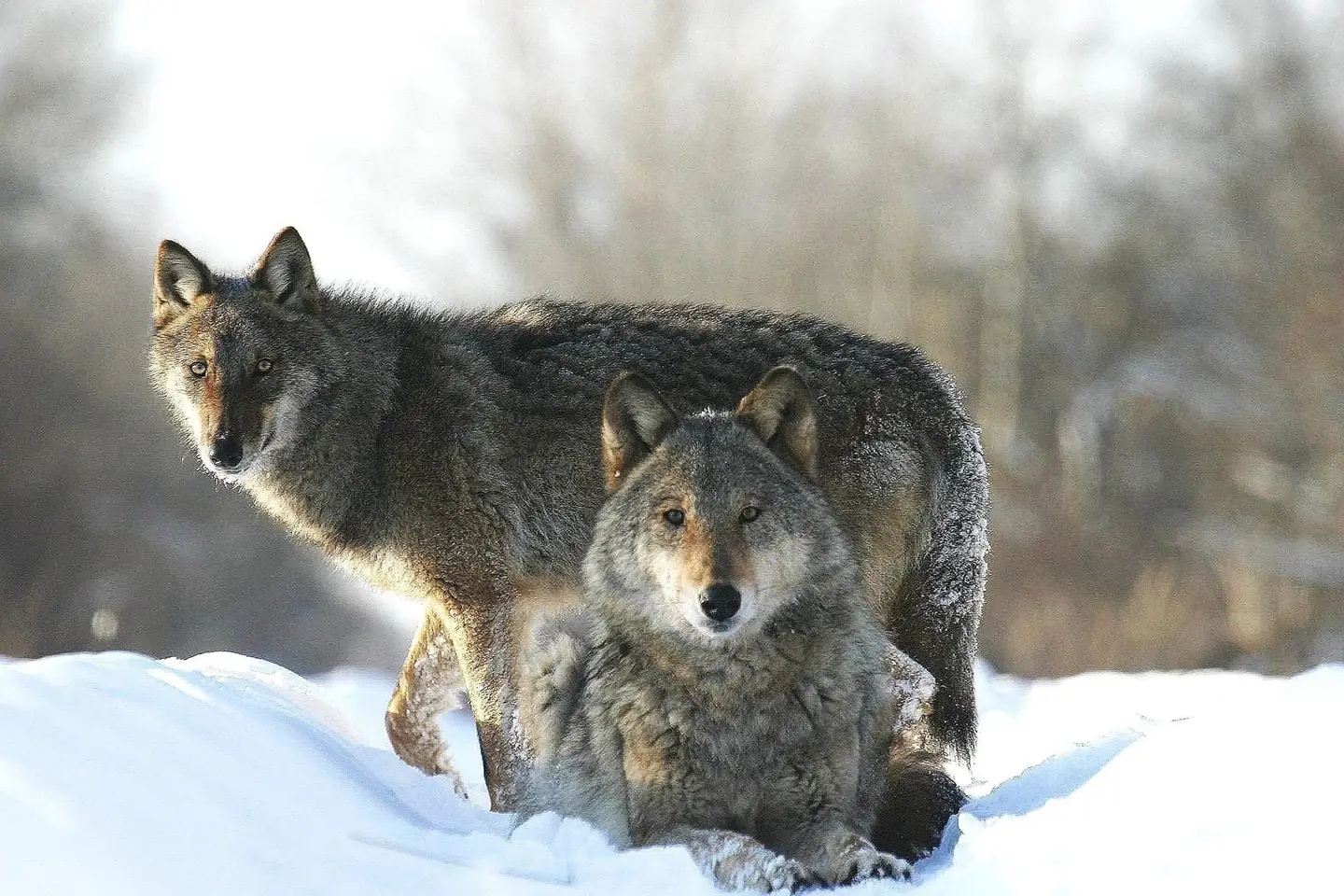 Two gray wolves in snow