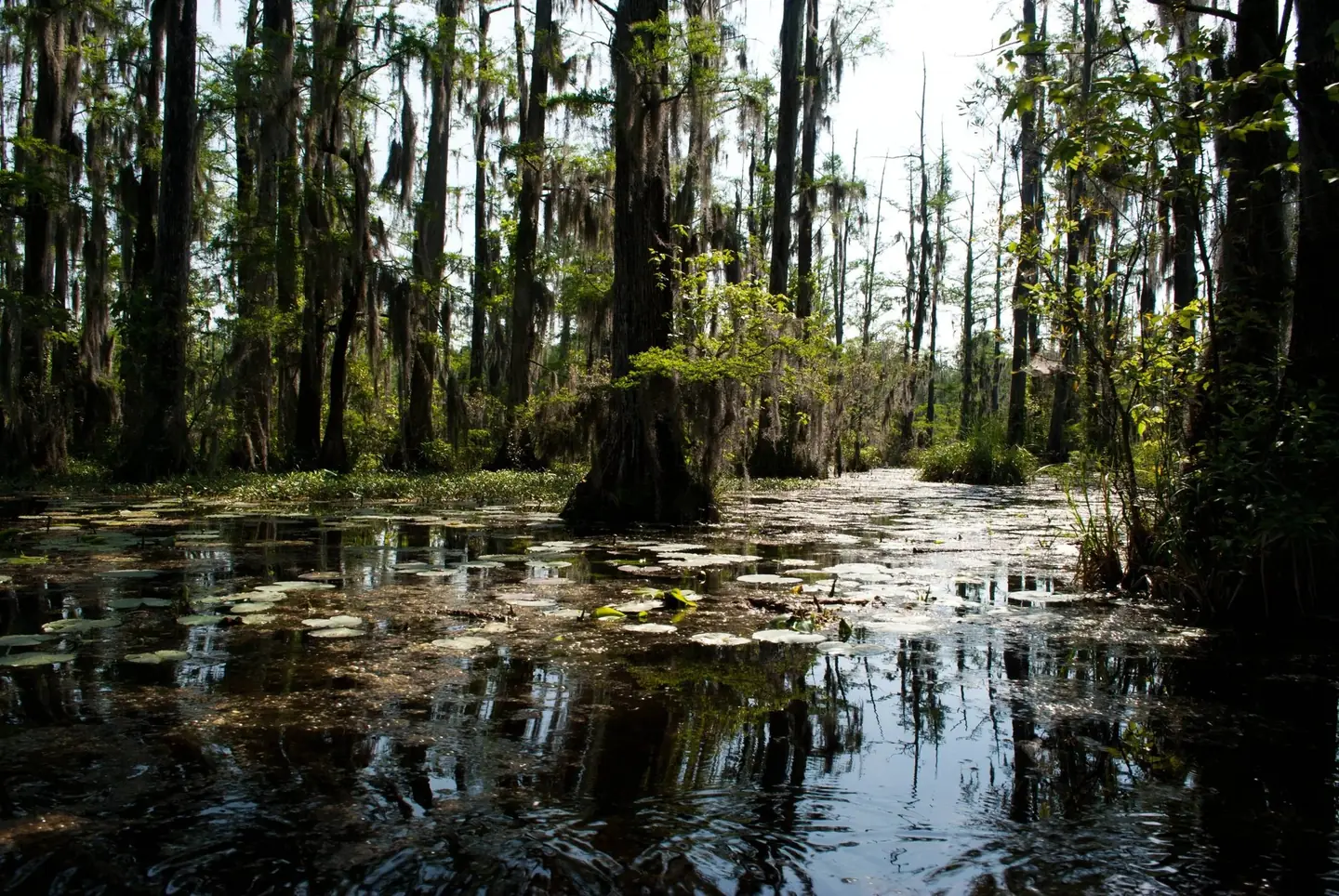 Cypress swamp with Spanish moss