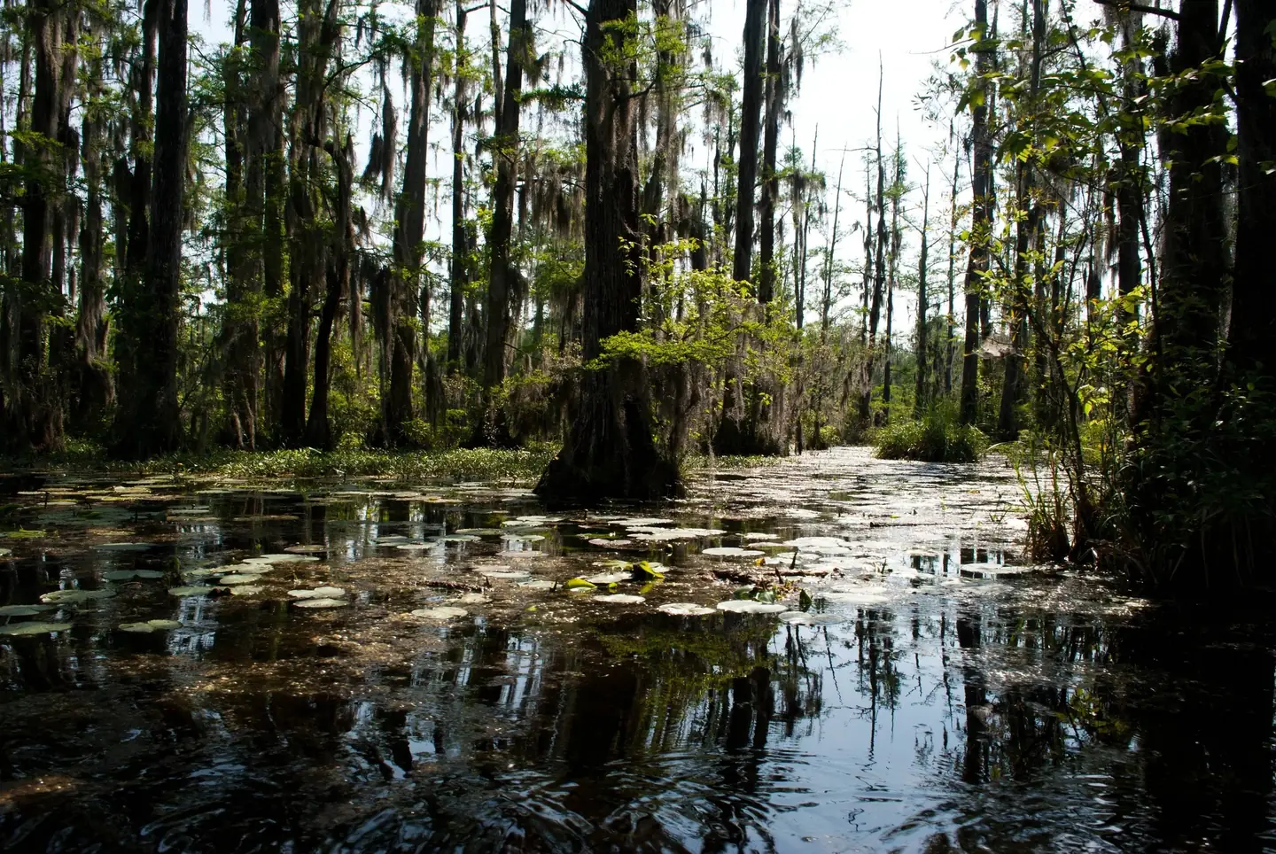 Cypress swamp with lily pads and Spanish moss
