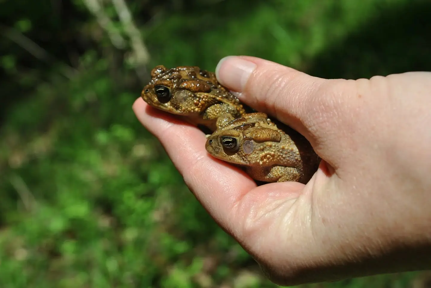 Two toads held in a researcher’s hand
