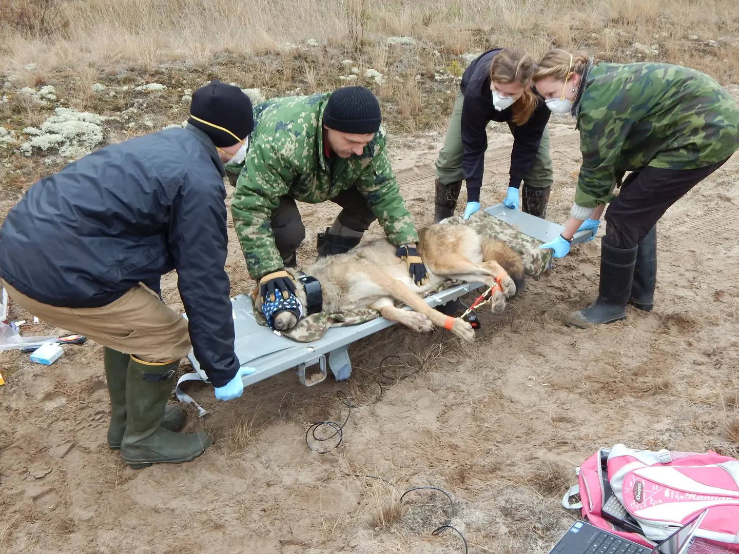 Field team fitting a GPS collar on a sedated wolf