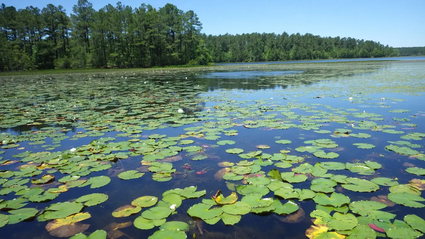 Carolina bay wetland covered in water lilies