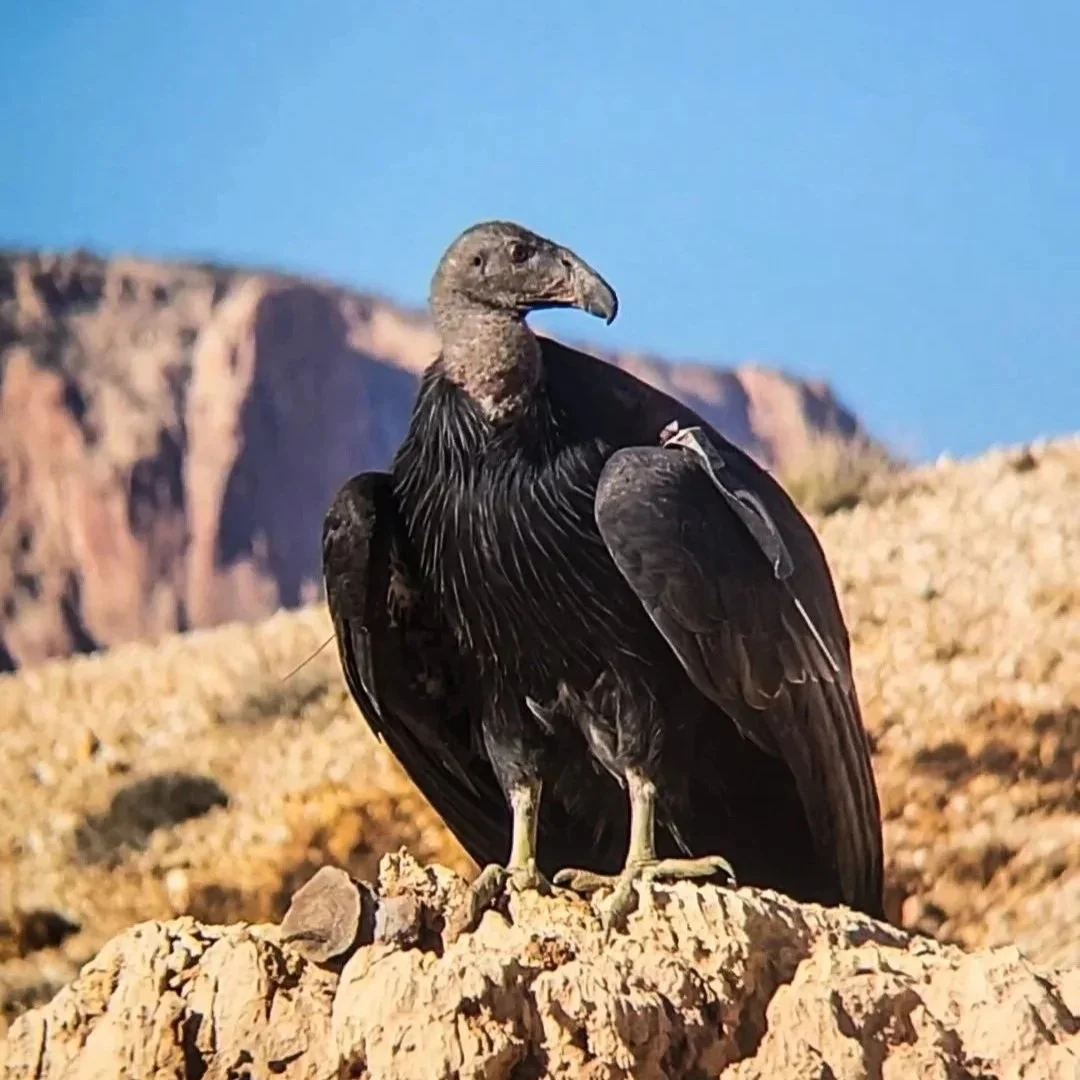 California condor perched on a rocky outcrop
