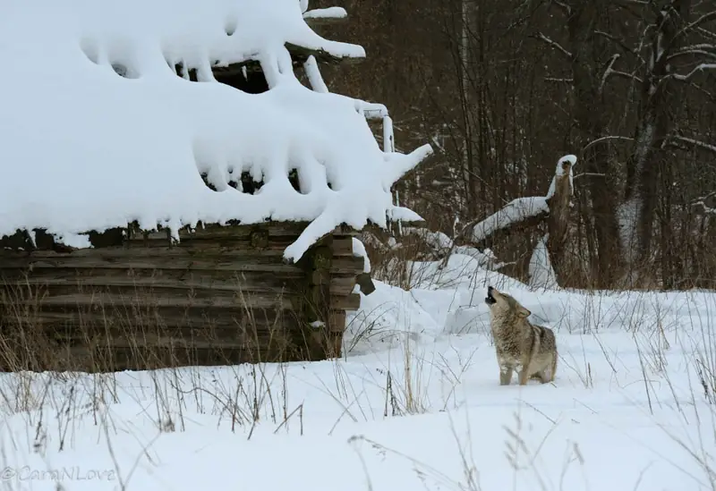 Gray wolf howling in the Chernobyl Exclusion Zone